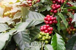 1-10lb Papua New Guinea Specialty Coffee Order Today Roasted Today BestTaste