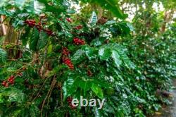 1-10lb Papua New Guinea Specialty Coffee Order Today Roasted Today BestTaste