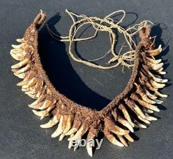1950s 1960s Old Papua New Guinea Ceremonial Dogs Fang Necklace 62 Canine Teeth
