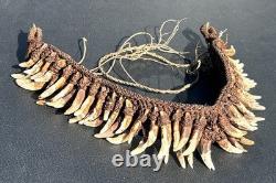 1950s 1960s Old Papua New Guinea Ceremonial Dogs Fang Necklace 62 Canine Teeth 1950s 1960s Old Papua New Guinea Ceremonial Dogs Fang Necklace 62 Canine Teeth