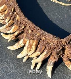 1950s 1960s Old Papua New Guinea Ceremonial Dogs Fang Necklace 62 Canine Teeth