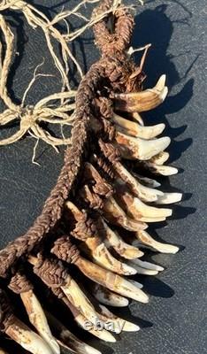 1950s 1960s Old Papua New Guinea Ceremonial Dogs Fang Necklace 62 Canine Teeth 1950s 1960s Old Papua New Guinea Ceremonial Dogs Fang Necklace 62 Canine Teeth