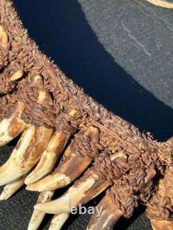 1950s 1960s Old Papua New Guinea Ceremonial Dogs Fang Necklace 62 Canine Teeth