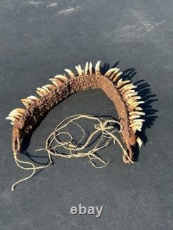 1950s 1960s Old Papua New Guinea Ceremonial Dogs Fang Necklace 62 Canine Teeth