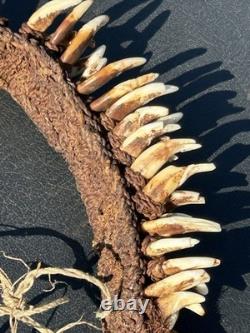 1950s 1960s Old Papua New Guinea Ceremonial Dogs Fang Necklace 62 Canine Teeth