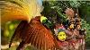 Amazing Bird Of Paradise And Papua New Guinea Dance