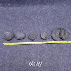 Ammonites From Papua New Guinea 2 Unsplit Nodules & 3 Fossils Ammonite Vintage