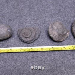 Ammonites From Papua New Guinea 2 Unsplit Nodules & 3 Fossils Ammonite Vintage
