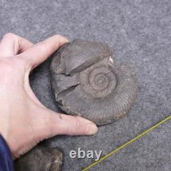 Ammonites From Papua New Guinea 2 Unsplit Nodules & 3 Fossils Ammonite Vintage