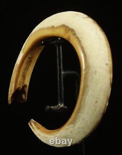 Ancient Circular pig Tooth from the Papuan Gulf, Papua New Guinea