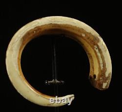 Ancient Circular pig Tooth from the Papuan Gulf, Papua New Guinea