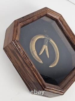 Antique 1800's Papua New Guinea Tribal Boar Tusk Head Hunter Necklace Shadow Box