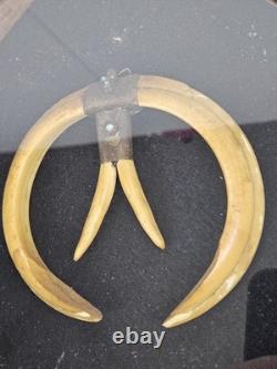 Antique 1800's Papua New Guinea Tribal Boar Tusk Head Hunter Necklace Shadow Box