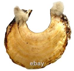 Antique Kina Shell Pectoral Necklace Papua New Guinea