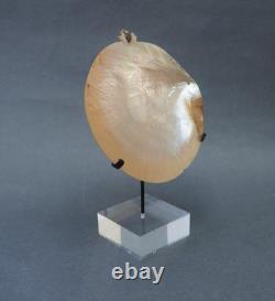 Beautiful Old Mounted Oceanic New Britain Papua New Guinea Arawe Currency Shell