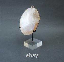 Beautiful Old Mounted Oceanic New Britain Papua New Guinea Arawe Currency Shell