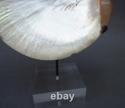 Beautiful Old Mounted Oceanic New Britain Papua New Guinea Arawe Currency Shell