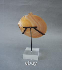 Beautiful Old Mounted Oceanic New Britain Papua New Guinea Arawe Currency Shell
