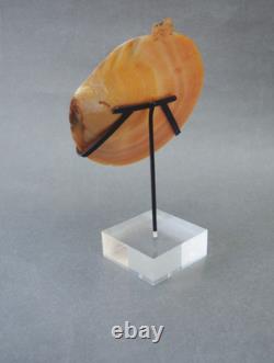 Beautiful Old Mounted Oceanic New Britain Papua New Guinea Arawe Currency Shell