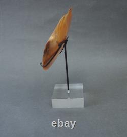 Beautiful Old Mounted Oceanic New Britain Papua New Guinea Arawe Currency Shell