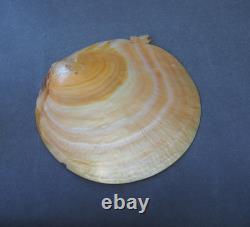 Beautiful Old Mounted Oceanic New Britain Papua New Guinea Arawe Currency Shell