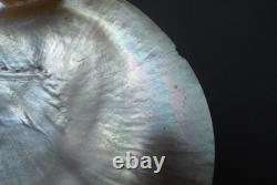 Beautiful Old Mounted Oceanic New Britain Papua New Guinea Arawe Currency Shell
