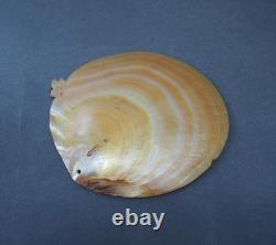 Beautiful Old Mounted Oceanic New Britain Papua New Guinea Arawe Currency Shell