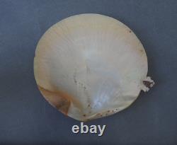 Beautiful Old Mounted Oceanic New Britain Papua New Guinea Arawe Currency Shell
