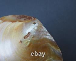 Beautiful Old Mounted Oceanic New Britain Papua New Guinea Arawe Currency Shell