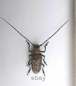 Beetle, Cerambycidae, ROSENBERGIA straussi F ex Kerowagi, Papua New Guinea K2