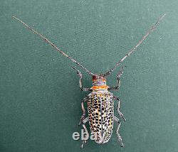 Beetle, Cerambycidae, ROSENBERGIA straussi F ex Kerowagi, Papua New Guinea K2