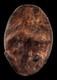 Bouclier, war shield, oceanic art, papua new guinea, tribal art, Oceania, 74 cm