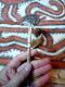 Chalk Stick Cassowary bone shell vegetable fibre 20th C PNG Wealth Betel Oceania