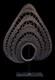 Coiffe &agrave; igname, Abelam, yam headdress, papua new guinea, oceanic art, 30 cm