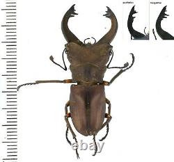 Cyclommatus sumptuosus Lucanidae 40mm from Lae province, Papua New Guinea RARE