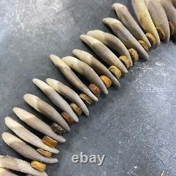 Dog teeth and plant fibers necklace, Papua New Guinea, 20th