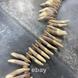 Dog teeth and plant fibers necklace, Papua New Guinea, 20th