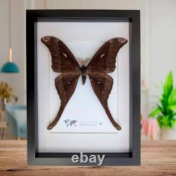 Framed hercules moth coscinocera hercules, papua new guinea