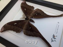 Framed hercules moth coscinocera hercules, papua new guinea