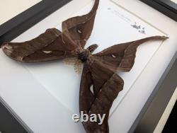 Framed hercules moth coscinocera hercules, papua new guinea