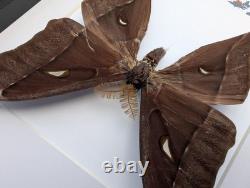 Framed hercules moth coscinocera hercules, papua new guinea