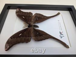 Framed hercules moth coscinocera hercules, papua new guinea