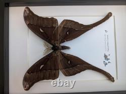 Framed hercules moth coscinocera hercules, papua new guinea
