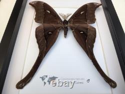 Framed hercules moth coscinocera hercules, papua new guinea