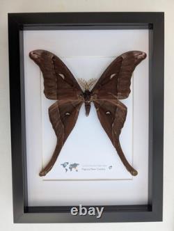 Framed hercules moth coscinocera hercules, papua new guinea
