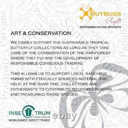 Framed hercules moth coscinocera hercules, papua new guinea