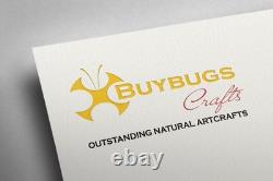 Framed hercules moth coscinocera hercules, papua new guinea