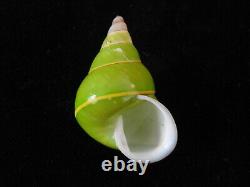 Land snail Papustyla pulcherrima 37.8mm ID#5798