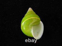 Land snail Papustyla pulcherrima 37.8mm ID#5798