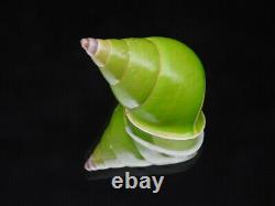 Land snail Papustyla pulcherrima 38.9mm ID#6302